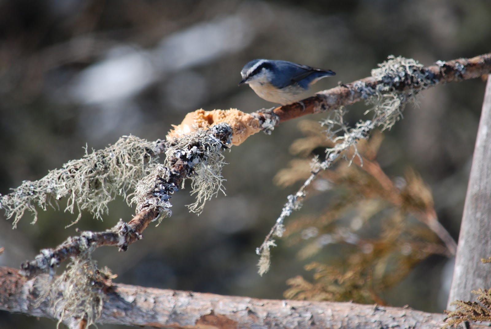 Minnesota Birdnerd Winter Birds Part 2