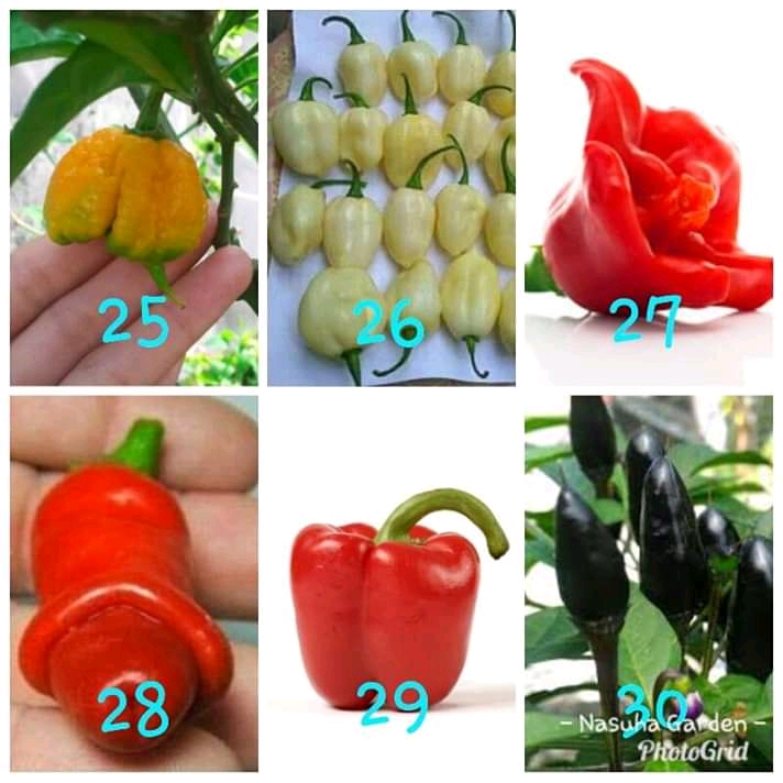 Gambar Produk 7