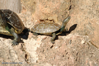 Tortuga de rierol (Mauremys leprosa)