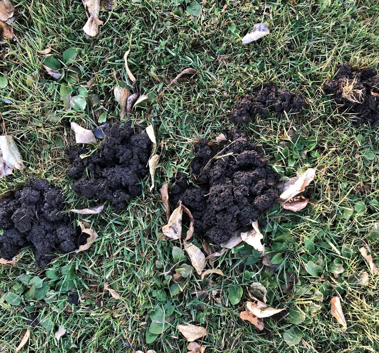 Tunnels And Holes From Moles And Voles