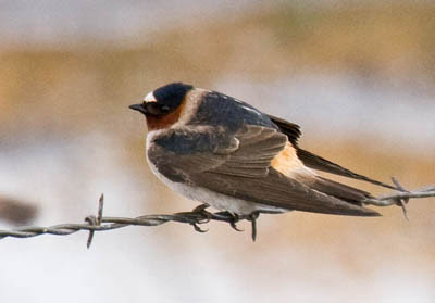Photo of Cliff Swallow on fence wire