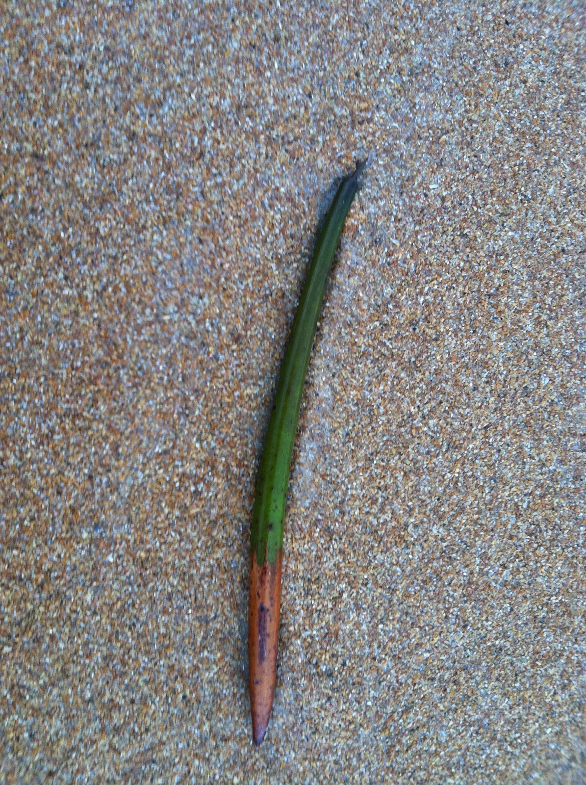 The Florida Keys Real Estate Conchquistador: The Mangrove Pod, Sediment