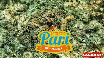 open trip pulau pari 2 hari 1 malam paket wisata open trip pulau pari kepulauan seribu selatan