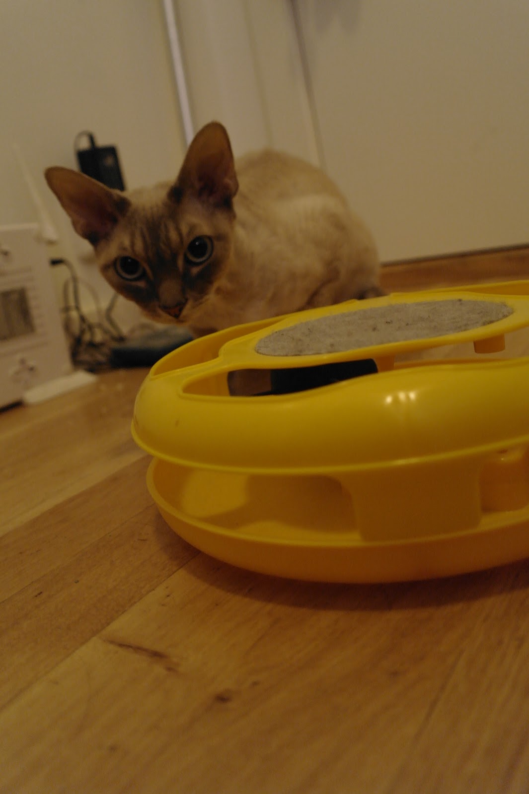 The Operacats Mechanical Cattoy reviews