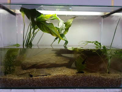 Spotted Marsh frog tadpoles in fish tank paludarium