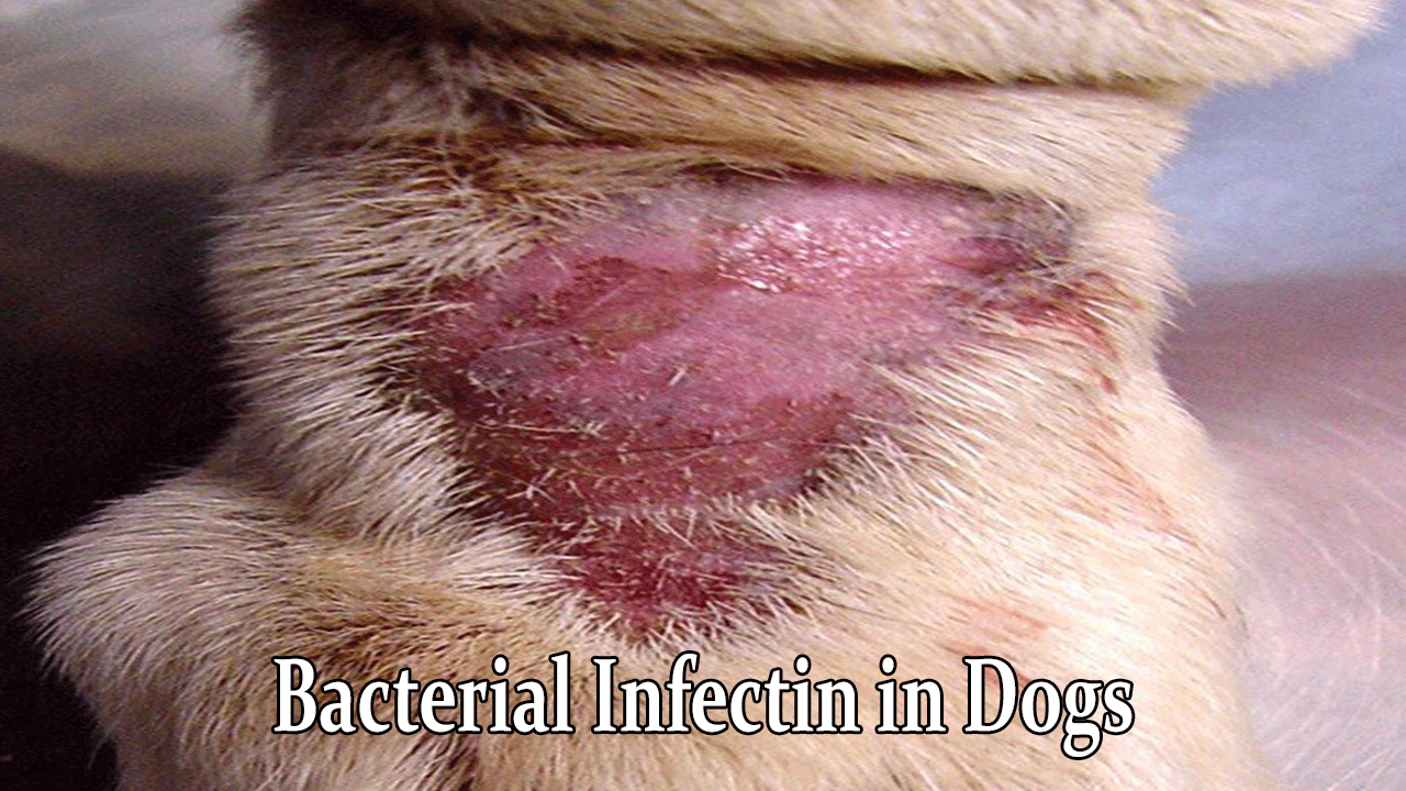 Simplicef For Dogs Skin Infection Best Canine Antibiotic