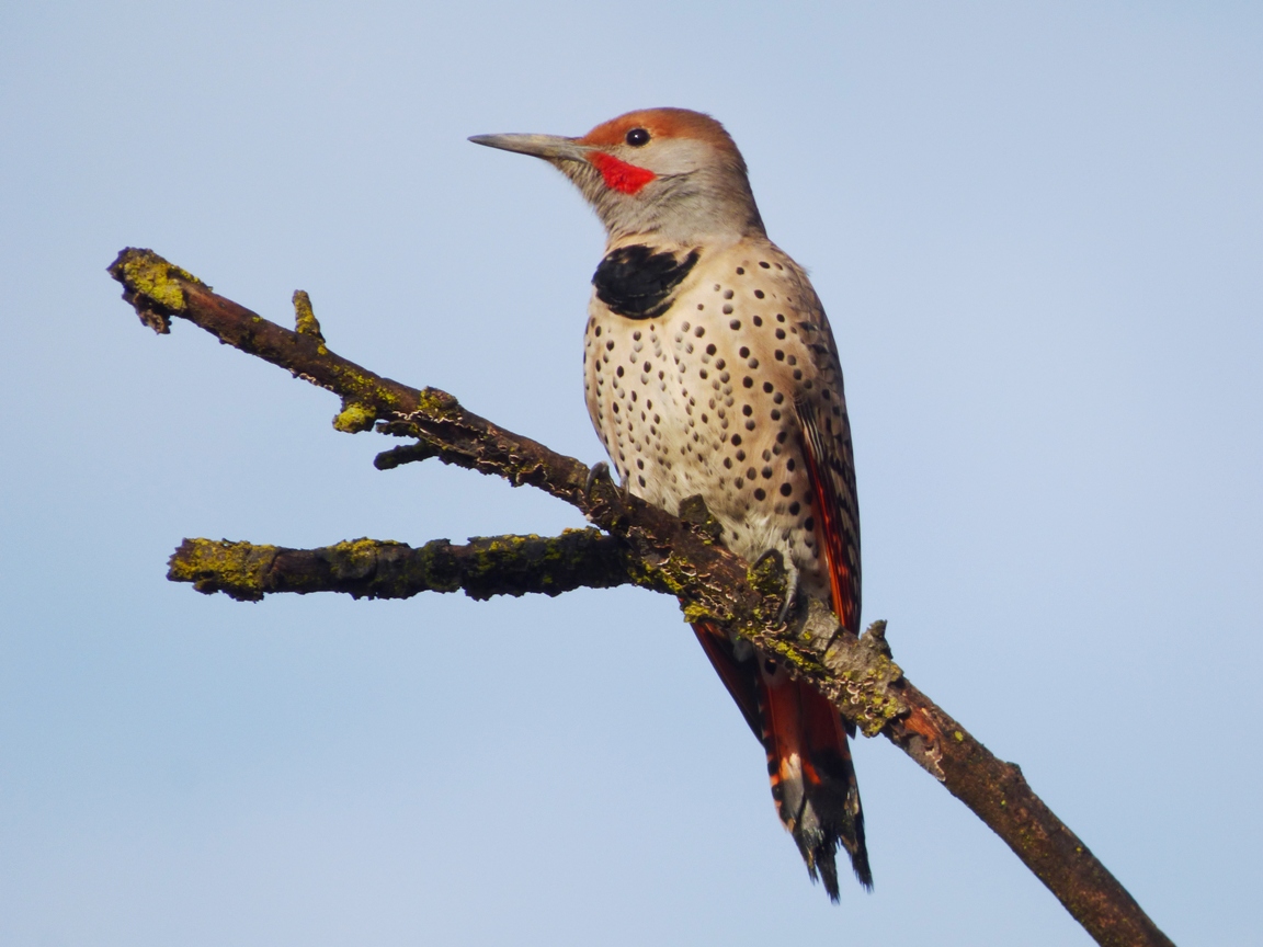 Geotripper's California Birds Northern Flickers on the Tuolumne River
