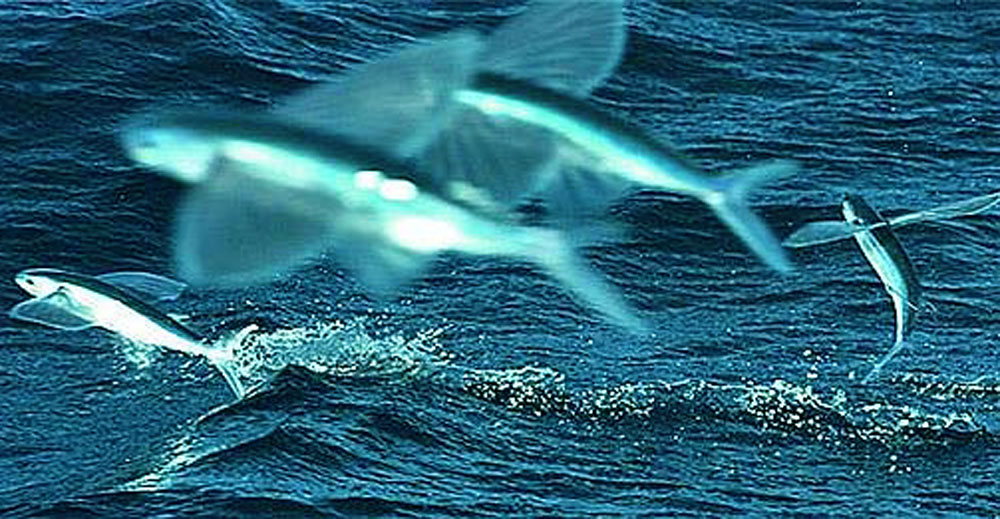 Life under the blue water Flying Fish a fish that have the power of