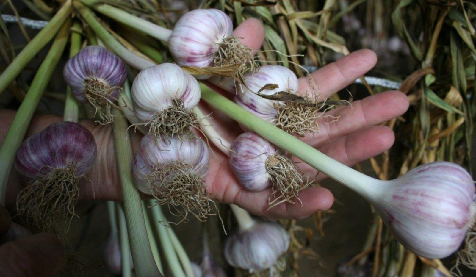 Behind the French Menu Ail Garlic. Garlic in French Cuisine.