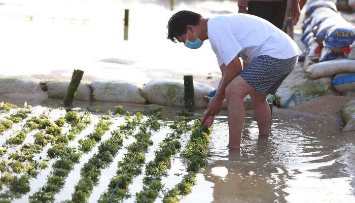 Nusa Penida Masuk KPPN, Rumput Laut Kembali Menjadi Primadona