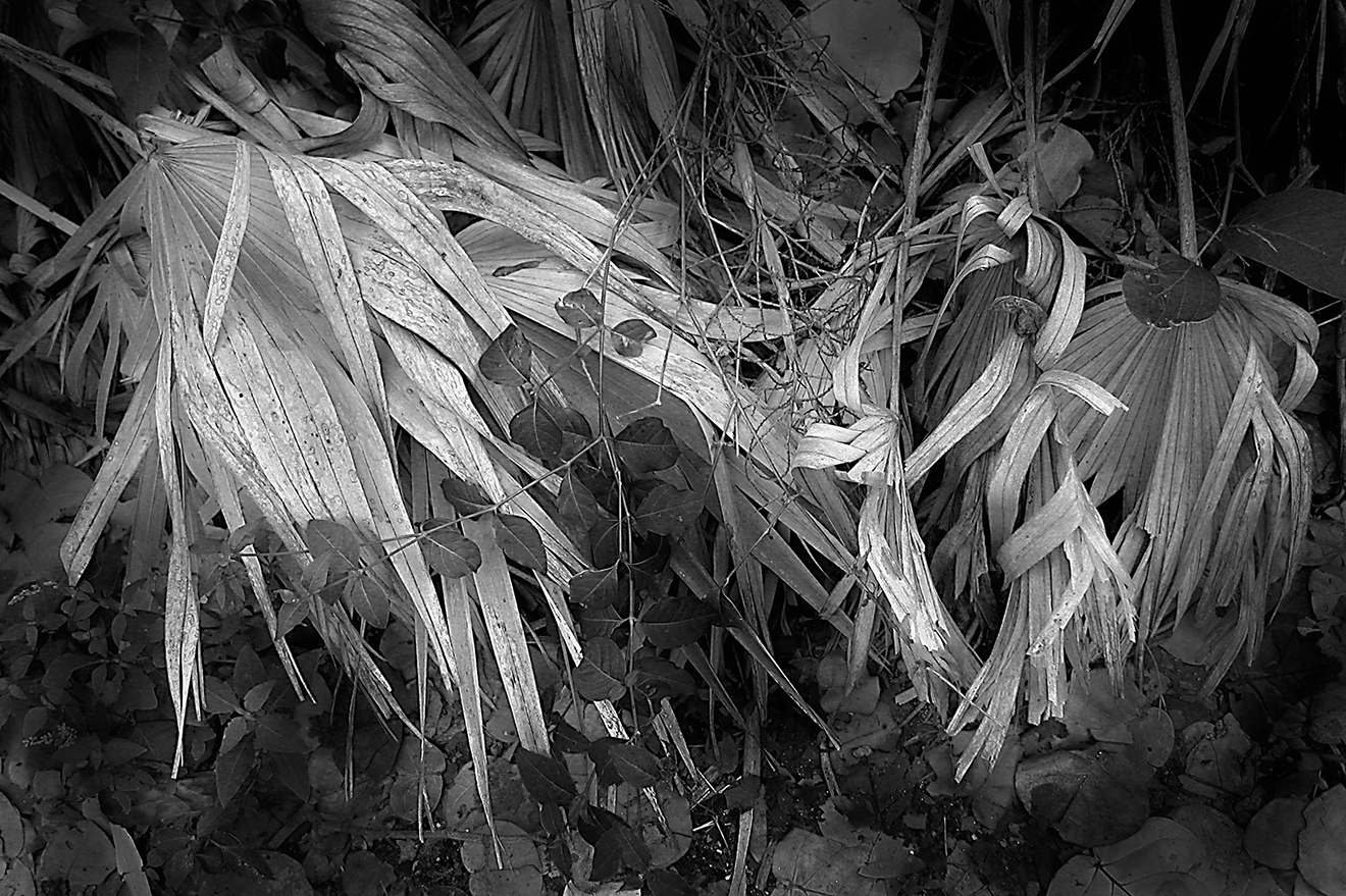 Schaub's Photo Blog ReviewHahnemuehle Bamboo Fine Art Inkjet