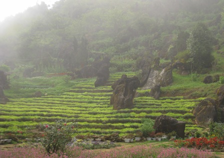 du lịch sapa - bãi đá cổ sapa