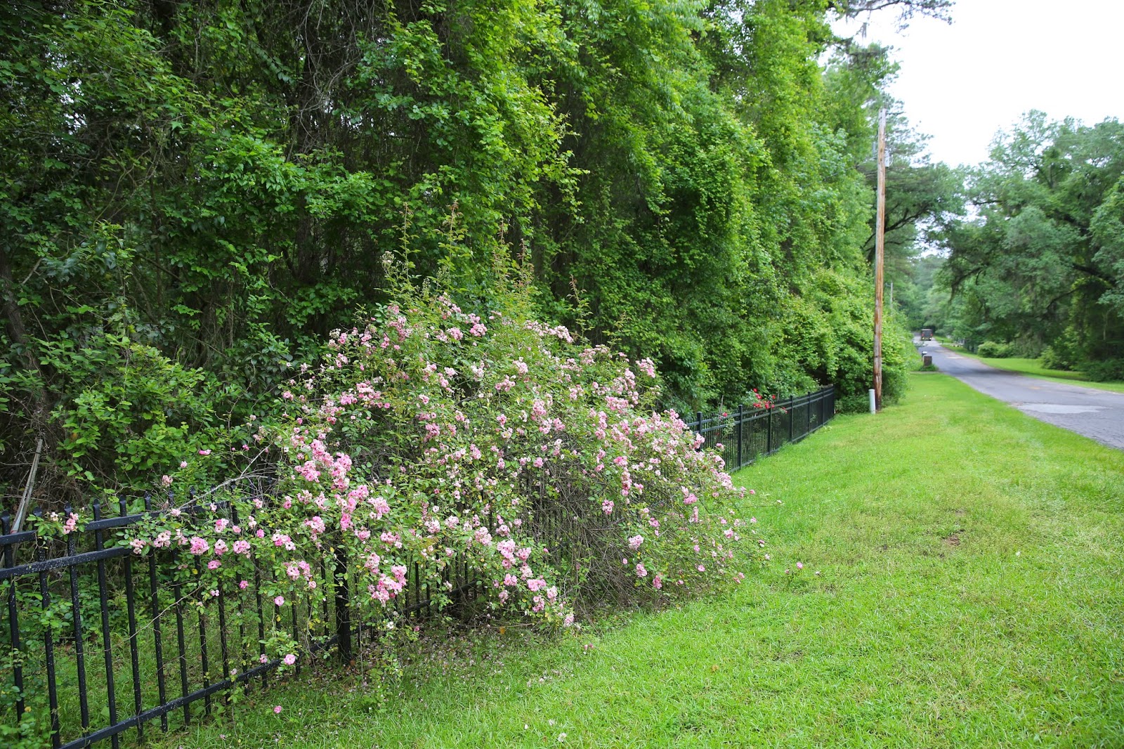 Sweet Southern Days The Old Garden Roses Are Blooming
