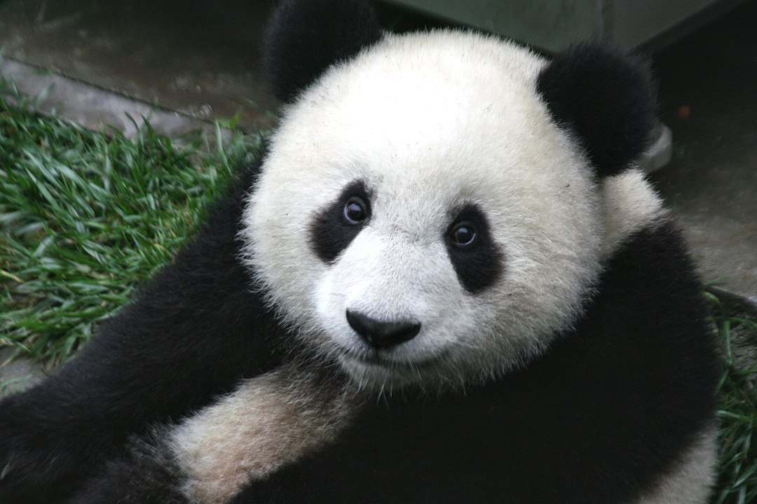 Asian beliefs about pandas