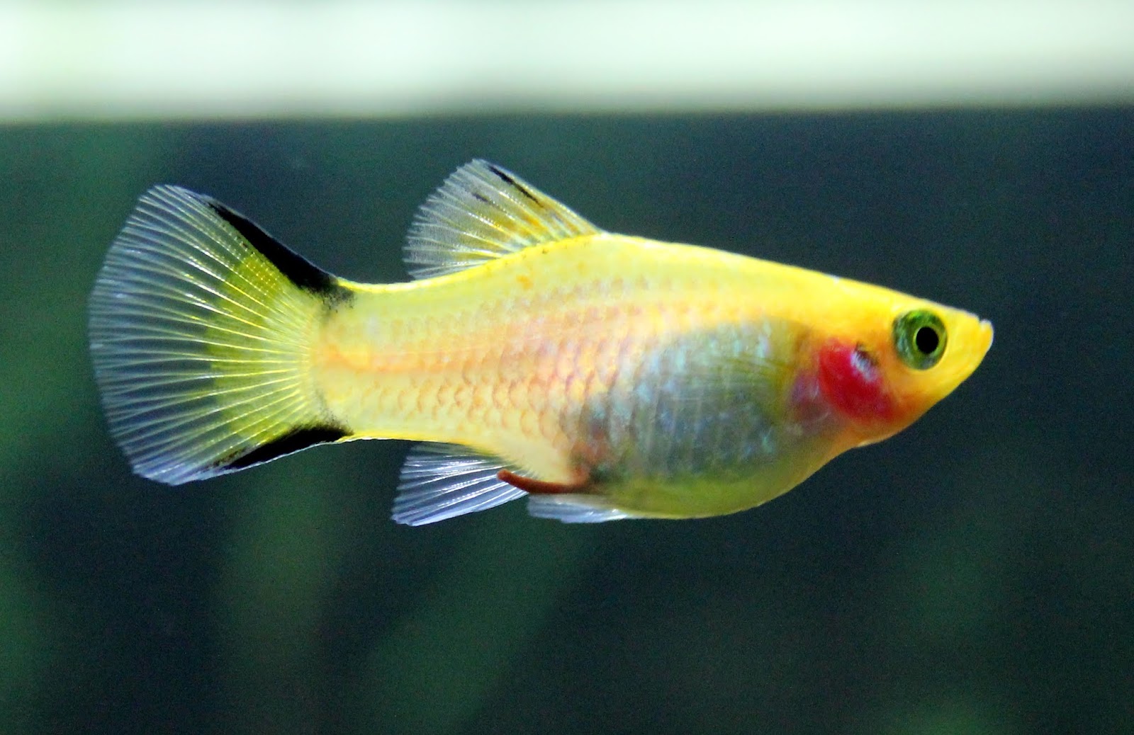 13 Best Freshwater Fish For Your Home Aquarium