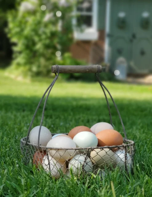 eggs in basket sitting in the grass