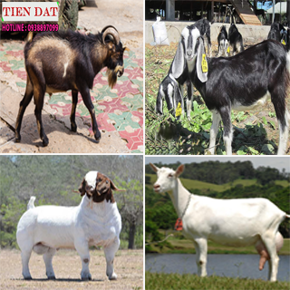 Các giống dê nuôi phổ biến tại VIỆT NAM
