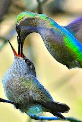 feeding birds hummingbird hummingbirds bird humming mother parent facts together amazing babies pretty incredible mom bee animals colibri coloring young