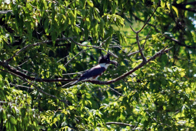 Belted kingfisher in Lower Highland Creek Park