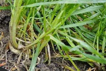 пырей ползучий пырей ползучий