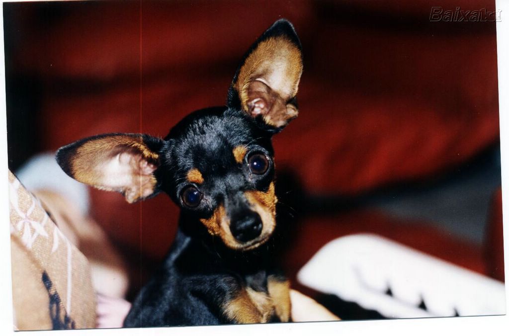 Adote Um Pet Raça de Hoje Pincher