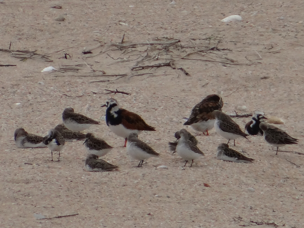 Field Biology Adventures