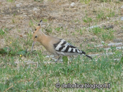 Gallina Modenese, Upupa, Birdwatching, Fattoria Didattica, confetture, oleoliti, sali aromatici, lavanda, erbe officinali e spontanee, percorsi olfattivi, ghirlande floreali.