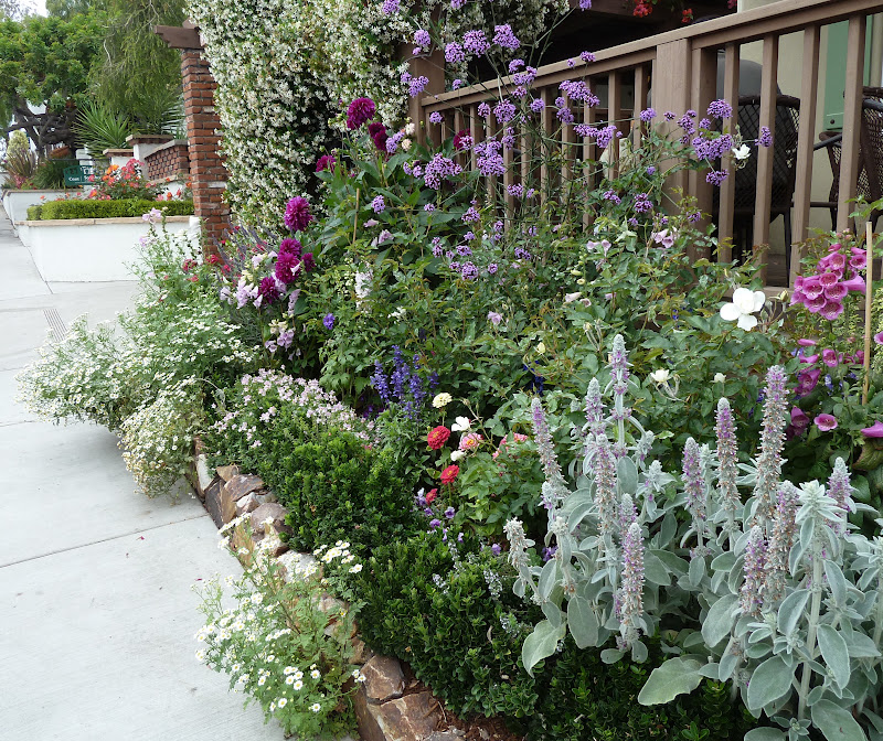 Observations Thyme in the Ranch