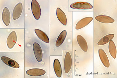 Nemania chestersii 