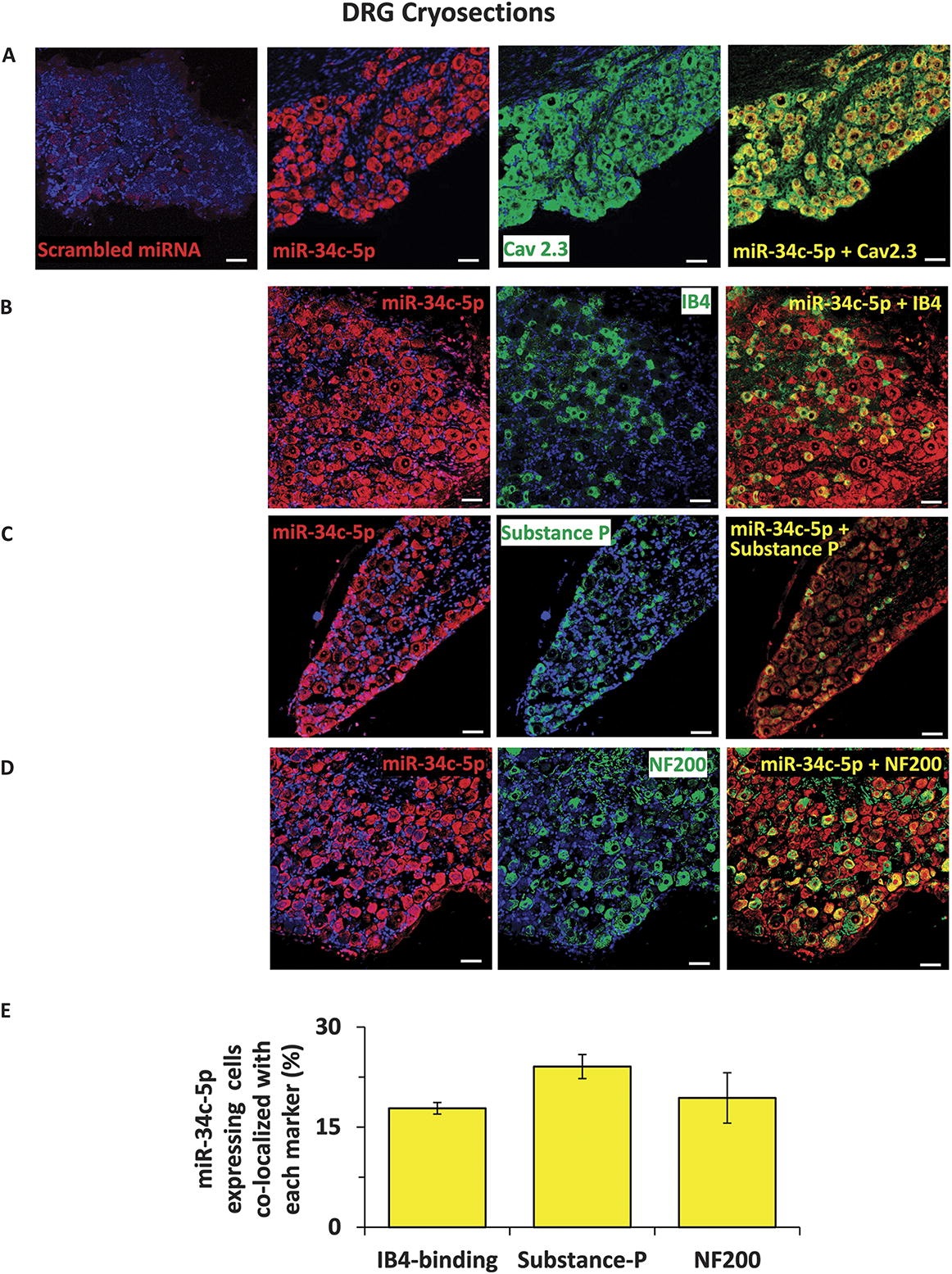 Neuromics Neuronal Markers