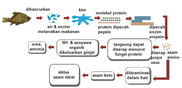 Gambar  .Proses pencernaan protein dalam tubuh