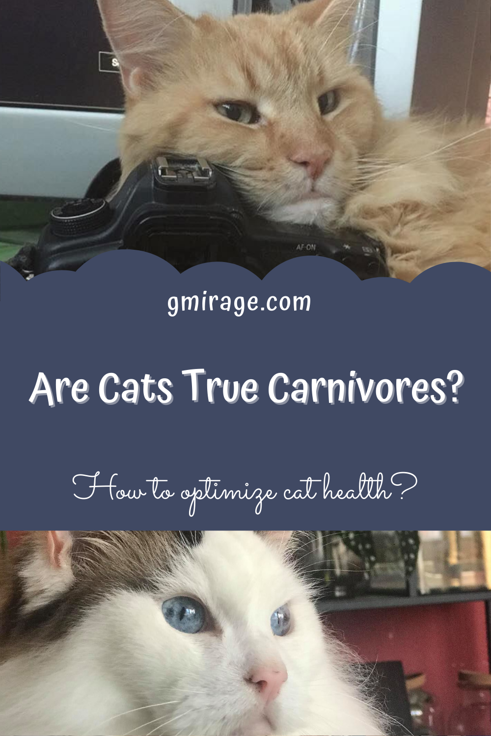Are Cats true carnivores?