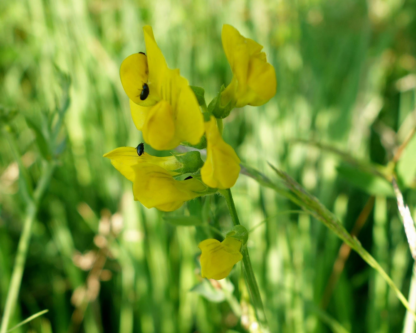Living the life in Saint-Aignan: Fleurs sauvages