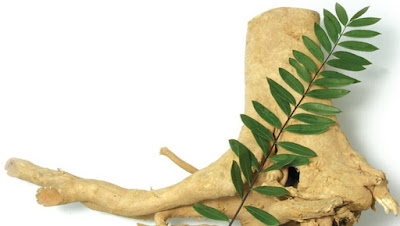 Bá bệnh hay còn gọi là Mật nhân, Tongkat ali Bá bệnh hay còn gọi là Mật nhân, Tongkat ali