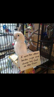 I open the other bird's cage and dump his food.
