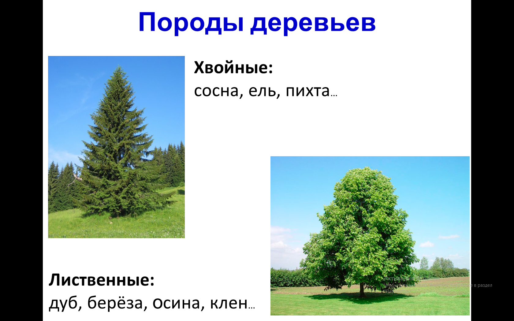 Хвойные и лиственные породы деревьев