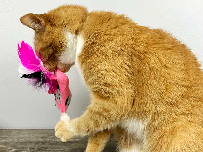 Homemade Catnip Toy Easy DIY Toy for Cats Koti Beth