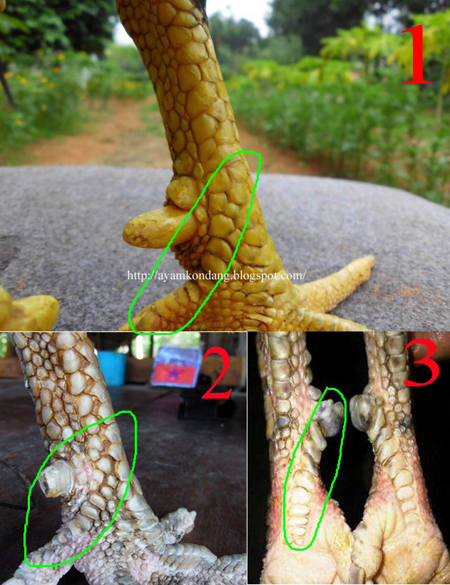 Rahasia Kaki Ayam Bangkok Pembunuh Ayam Juara