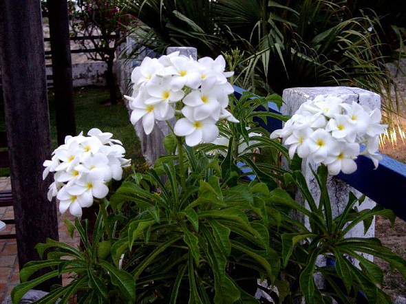 Flores e Frases : Natureza | Jasmim branco.