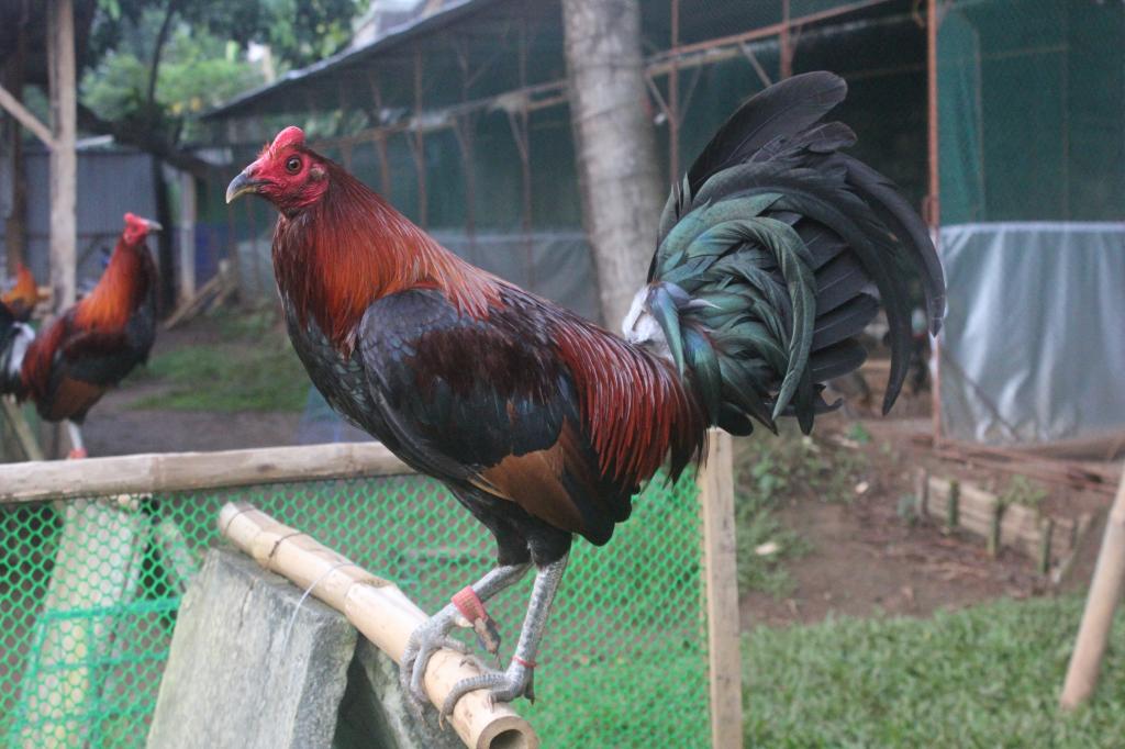 Read Hatch Gamefowl Origin/History World Of Gamefowl