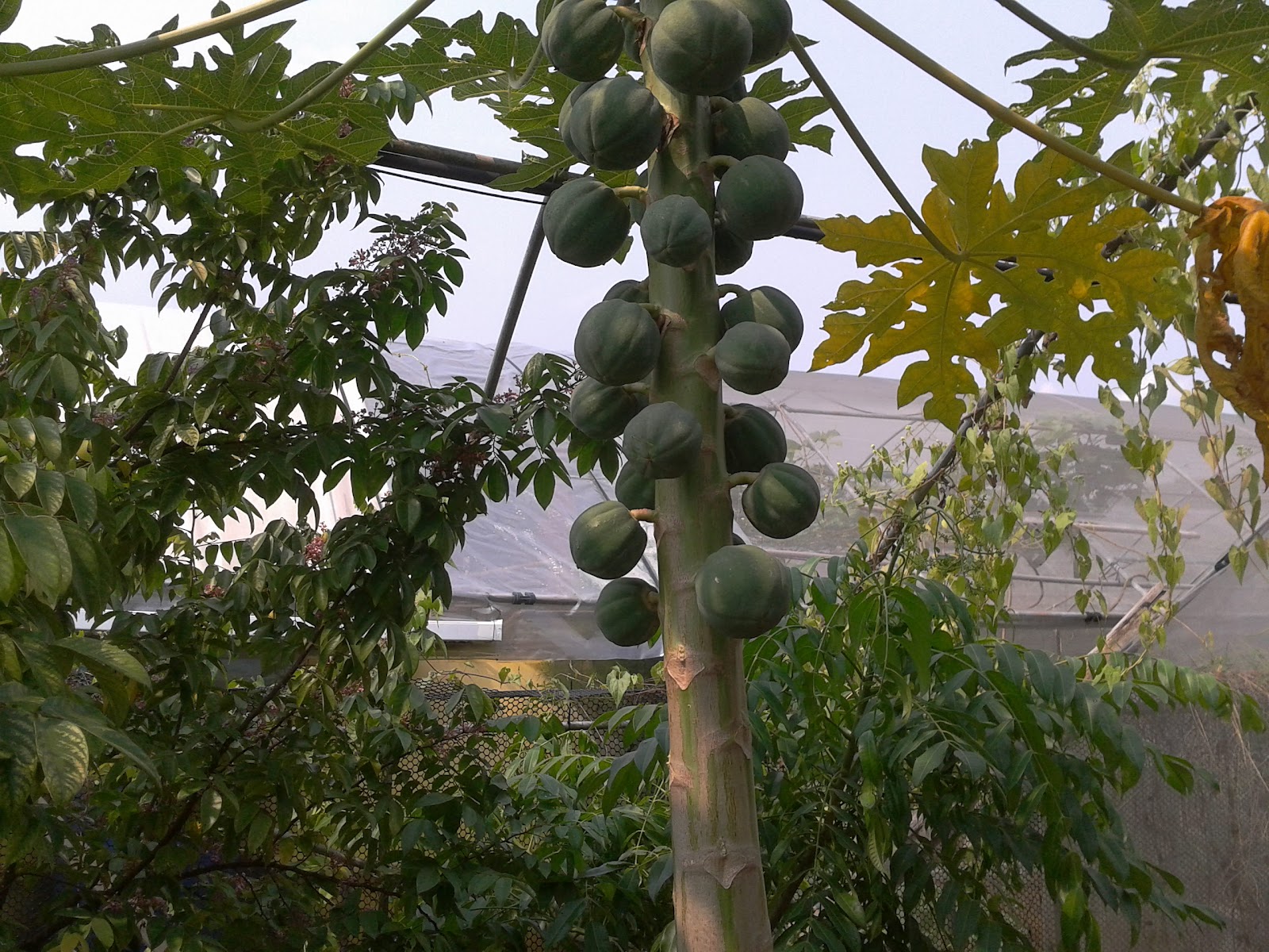 My Silverpen Growing organic the Singapore way.