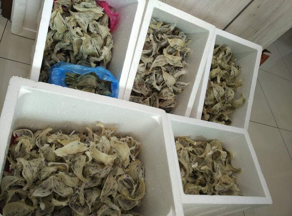 NUMIT Bird Nest 浓密燕窝 BIRD's NEST ORIGINATED FROM TAIPING, MALAYSIA