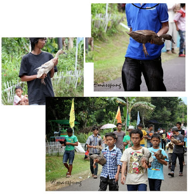 Pacu Itik (Duck-Race) di Payakumbuh