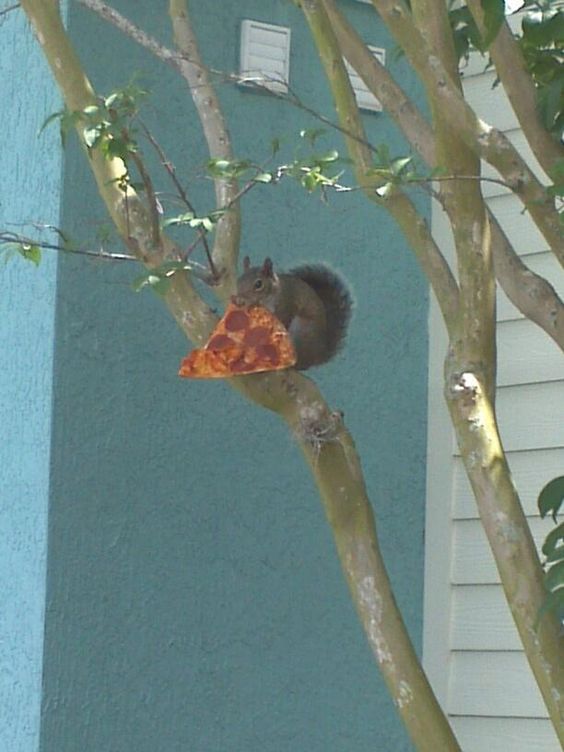 Lustiges Eichhörnchen klaut Pizza