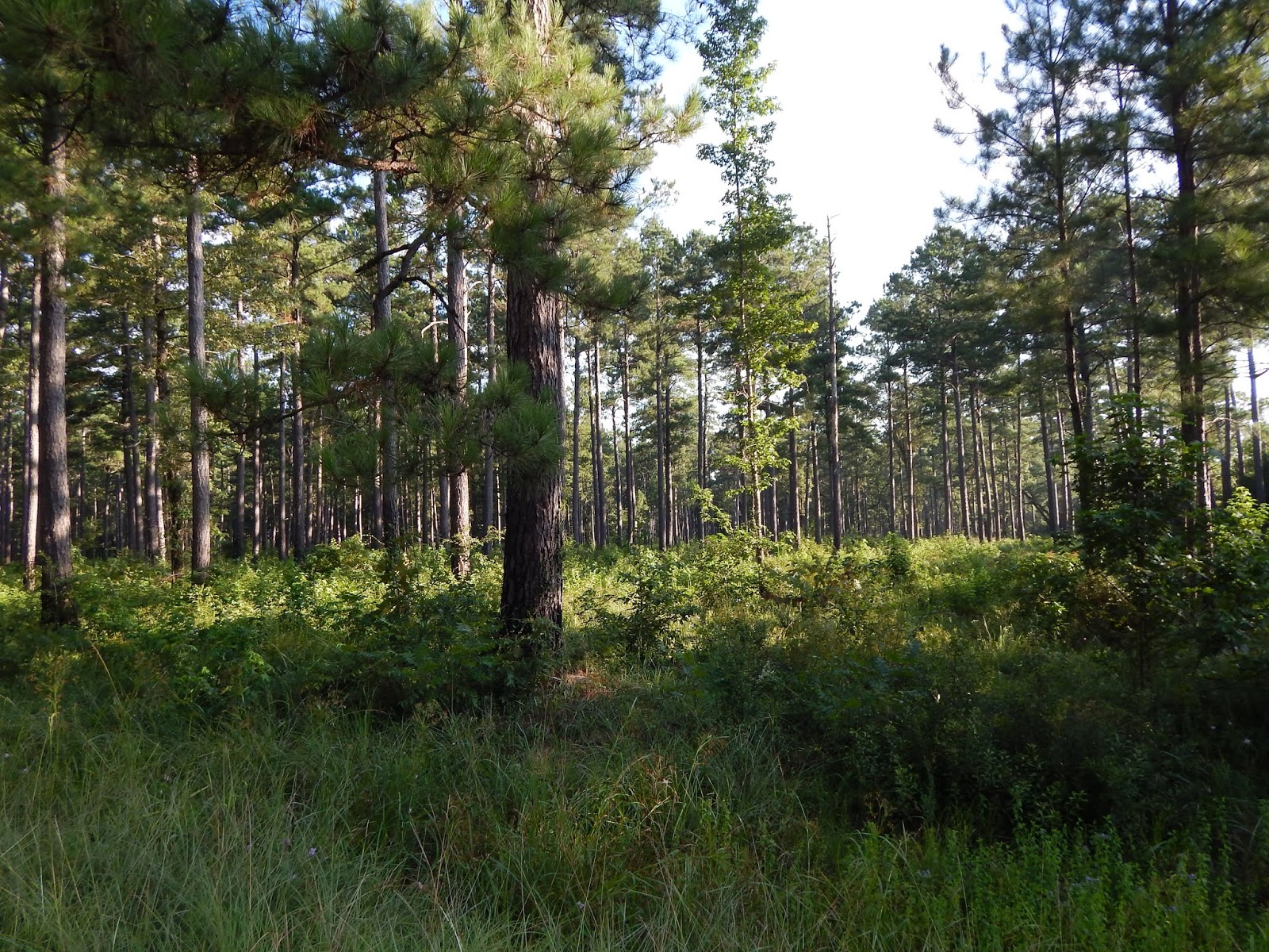 Central Louisiana Birding & Wildlife National Catahoula Wildlife