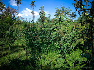 Garden Of Pigeon Pea Or Cajanus Cajan Plants In The Farm Fields North Bali Indonesia