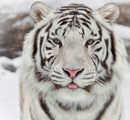 النمر الأبيض أو النمر البنغالي