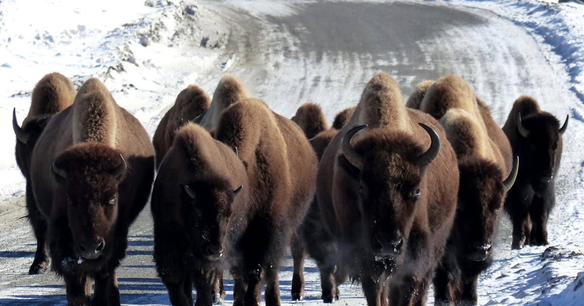 Rick Lamplugh The Reality of Yellowstone's Bison Hunt