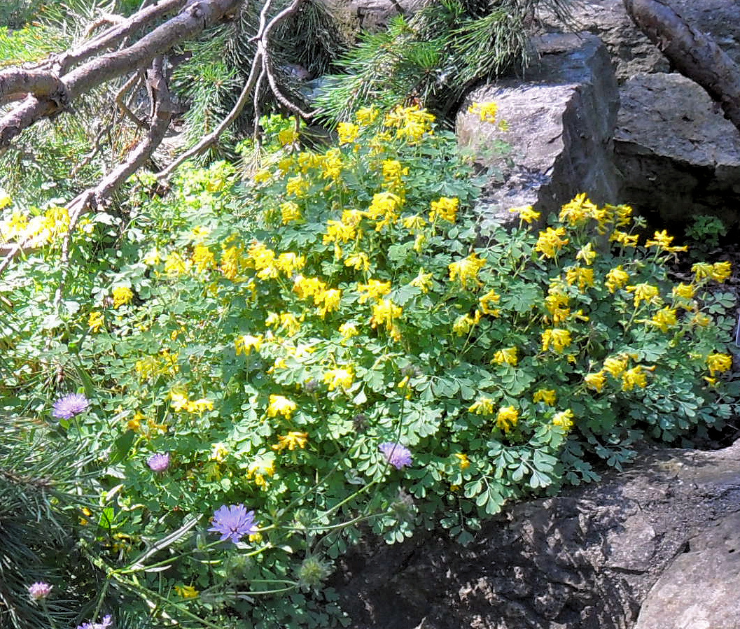 Backyard Patch Herbal Blog Rue Herb of the Week