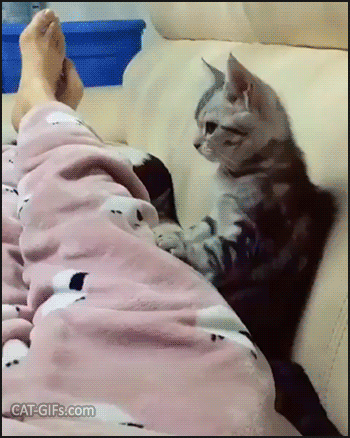 Funny Cat GIF • Cute cat massaging owner's leg is not allowed to stop. “C'mon kitty You can see that TV show later!” Funny Cat GIF • Cute cat massaging owner's leg is not allowed to stop. “C'mon kitty You can see that TV show later!”